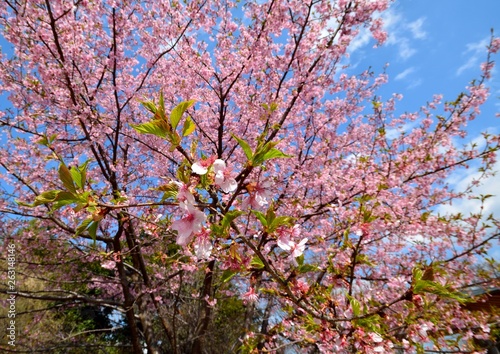 早咲きの桜 -カワズサクラ