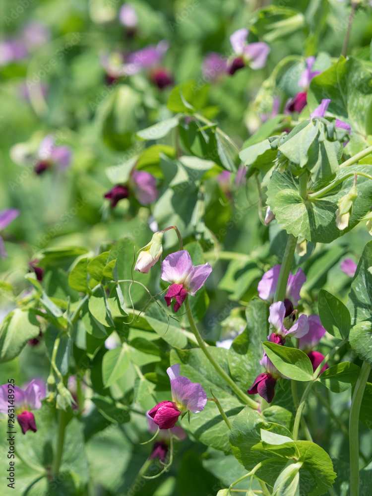 スナップエンドウマメの花 Stock 写真 Adobe Stock