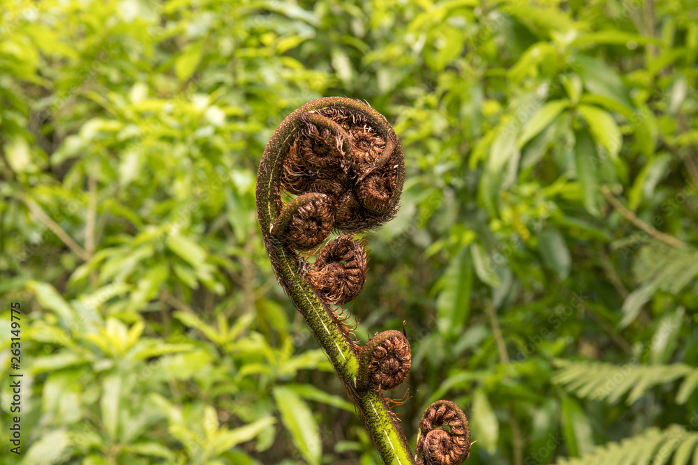 small fron opening on New Zealand native punga fern small fron opening on New Zealand native punga fern