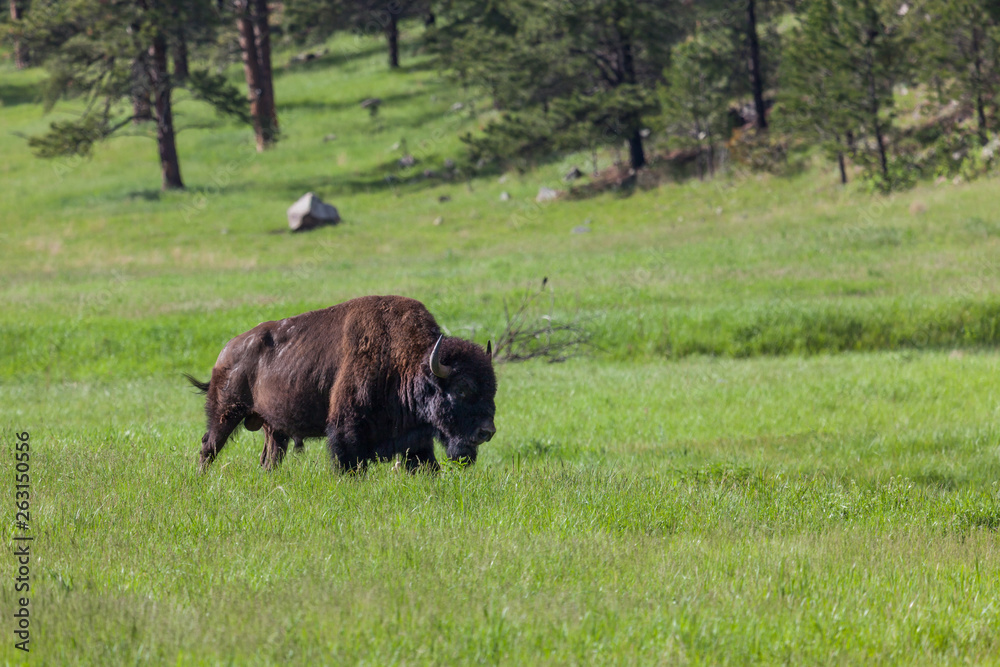 Large Bison Bull