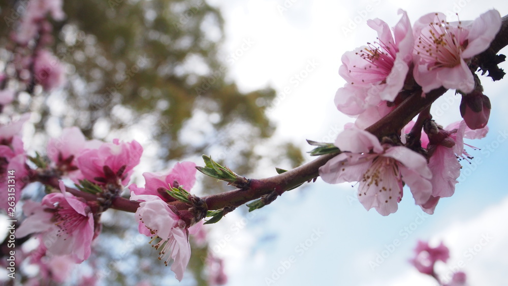 Obraz premium 桃の開花 日本