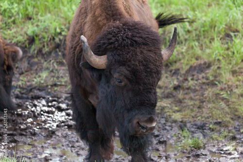 Bison Bull Face