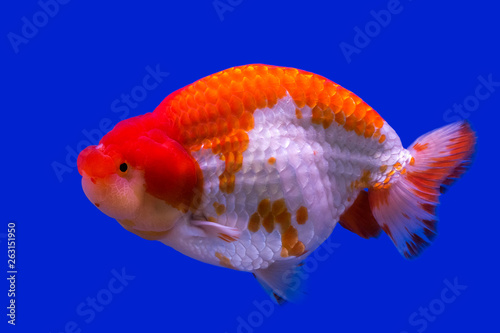 Goldfish in an aquarium. © MrPreecha