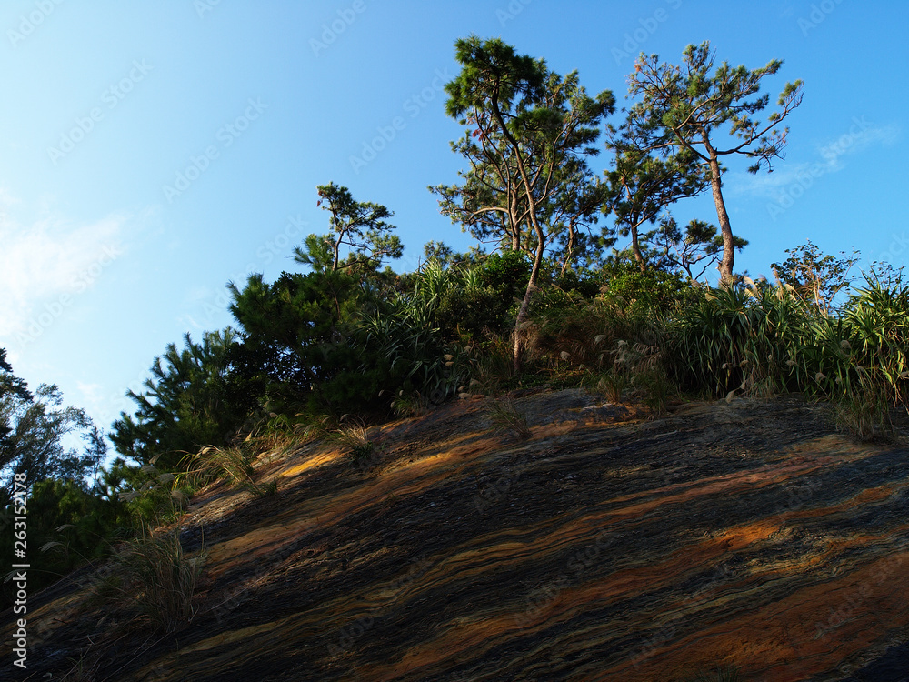 Obraz premium 青空と崖に生えた木