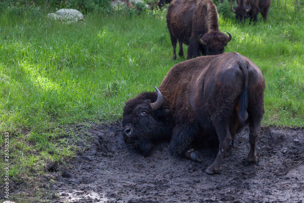 Fototapeta premium Bison Rolling in the Mud