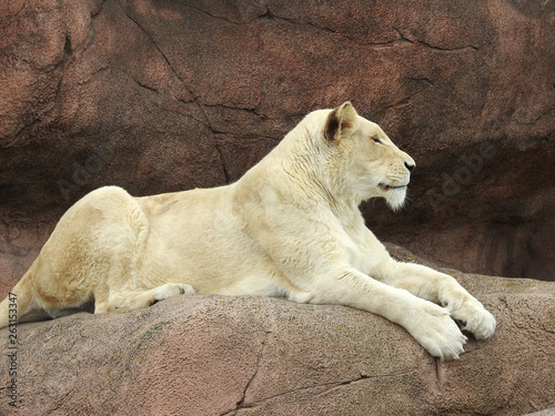 White female lion lying on a rock