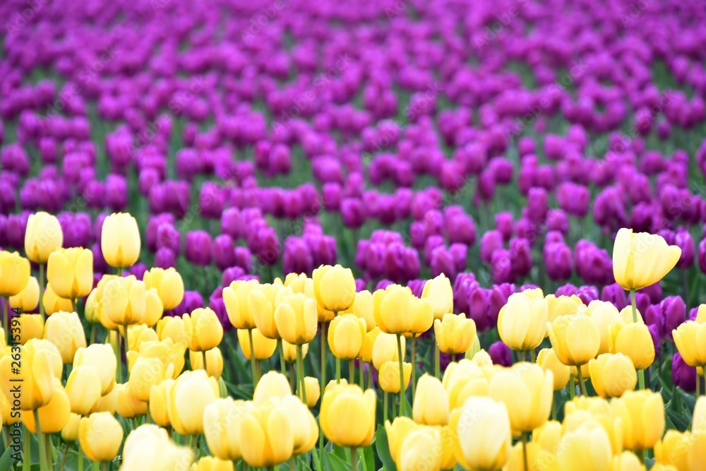 Obraz premium スカジット バレ－ チュ－リップ フェスティバル ワシントン州 アメリカ Skagit valley tulip festival