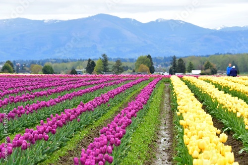 スカジット バレ－ チュ－リップ フェスティバル ワシントン州 アメリカ Skagit valley tulip festival