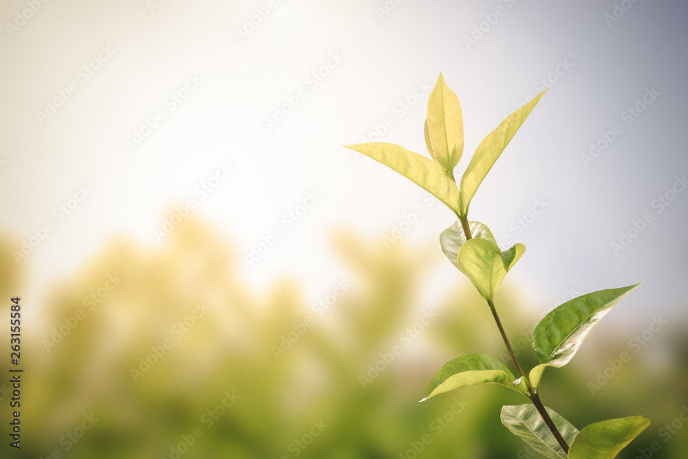 Spike flower leaves in the garden and sunset as background.vintage style and copy space for text. Spike flower leaves in the garden and sunset as background.vintage style and copy space for text.