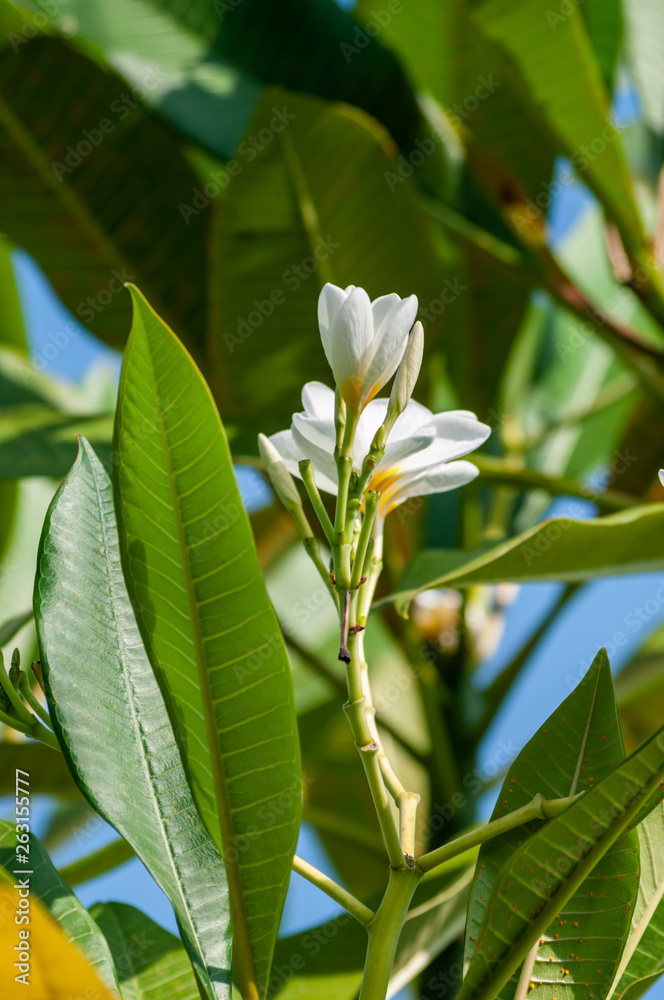 Obraz premium Frangipani flowers