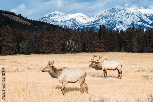 Canvas Print Bull elk in the wild