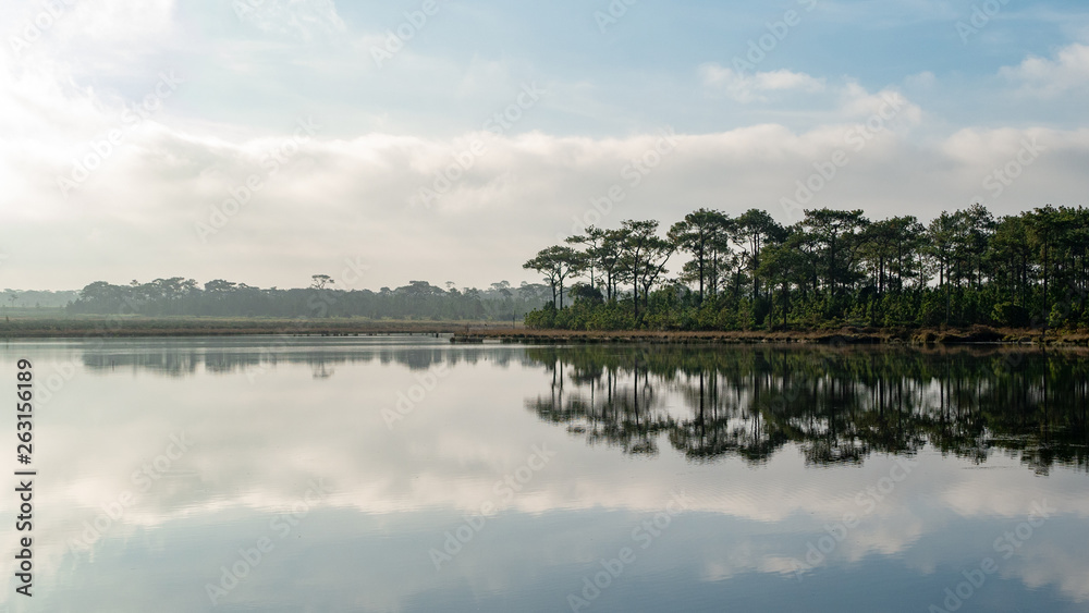 The scenery of the swamps, pine trees and the sky that reflects the water surface.