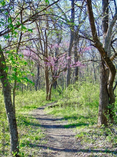 Fototapeta Naklejka Na Ścianę i Meble -  path in park in spring