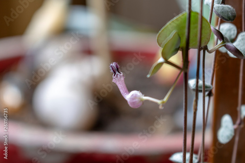 closeup of an orchid with blur background