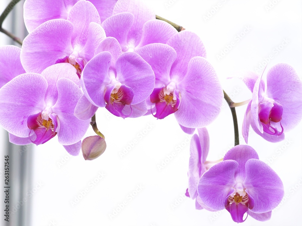 Obraz Pięknie kwitnąca orchidea oceanu