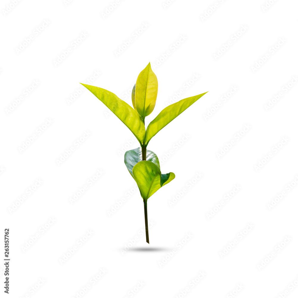 Spike flower leaves isolated on white background Spike flower leaves isolated on white background