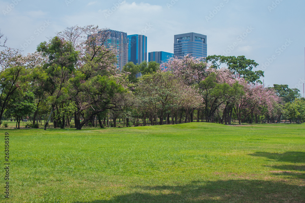 Beautiful of green lawn grass meadow field and trees in public park with city buildings in the background.