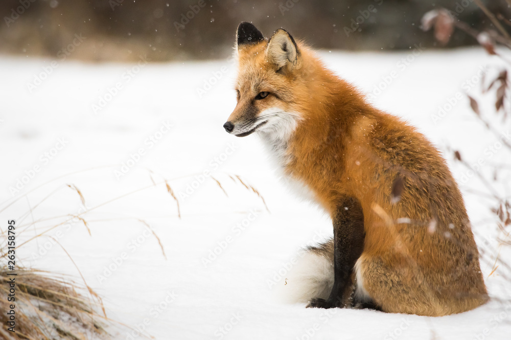 Fototapeta premium Red fox in the wild