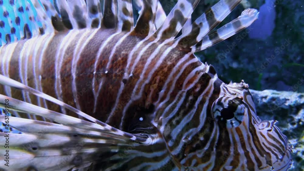Pterois or common lionfish, closeup of zebrafish in blue aquarium waters. Footage of firefish or turkeyfish, tastyfish or butterfly-cod swimming in underwater world at sea buttom, seascape and fish
