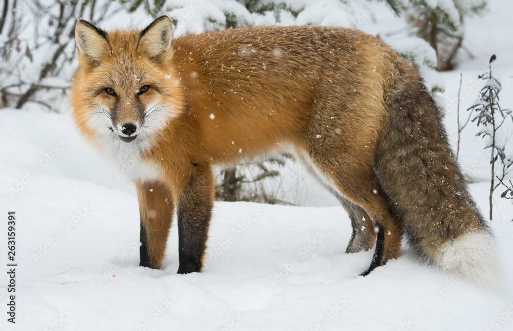 Red fox in the wild Red fox in the wild