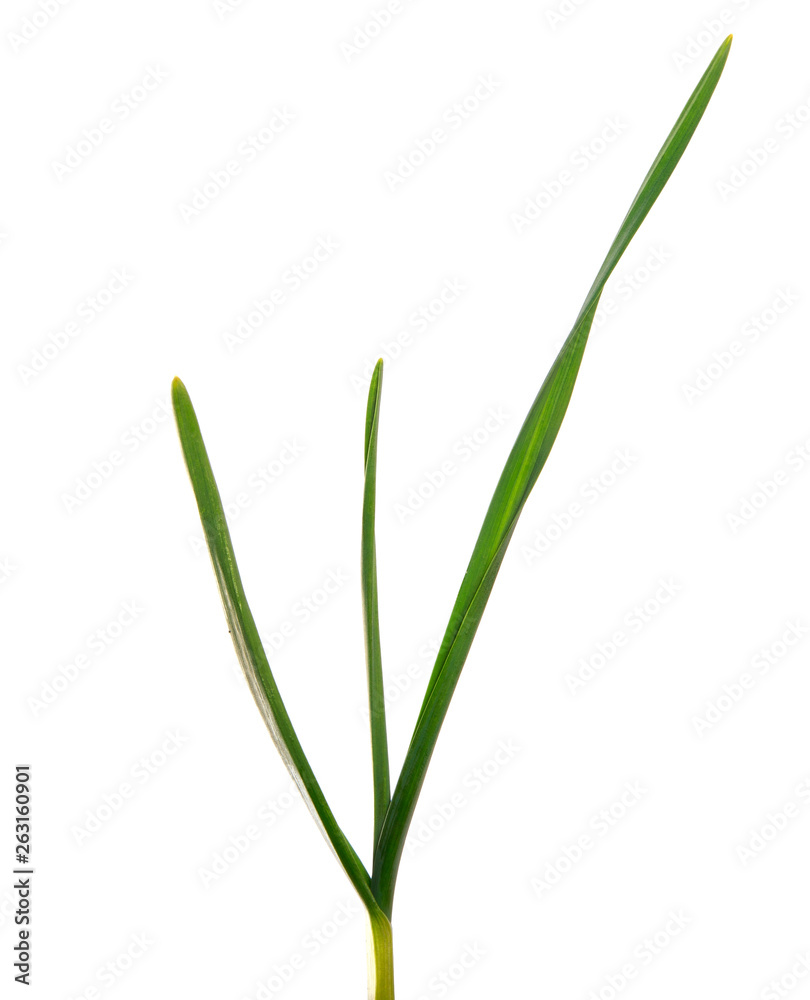green garlic leaves on an isolated white background. green grass isolate green garlic leaves on an isolated white background. green grass isolate