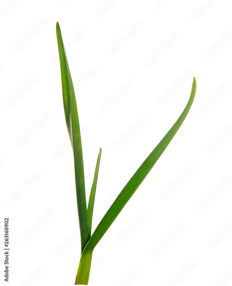 green garlic leaves on an isolated white background. green grass isolate green garlic leaves on an isolated white background. green grass isolate
