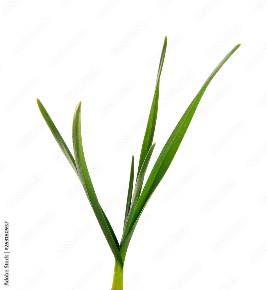 green garlic leaves on an isolated white background. green grass isolate green garlic leaves on an isolated white background. green grass isolate
