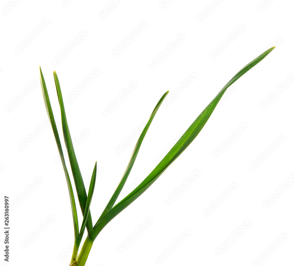 green garlic leaves on an isolated white background. green grass isolate green garlic leaves on an isolated white background. green grass isolate