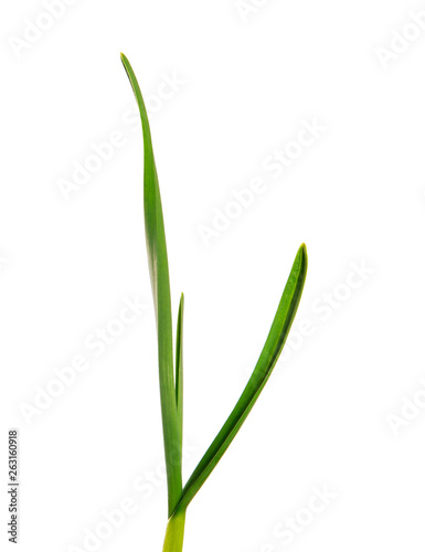 green garlic leaves on an isolated white background. green grass isolate