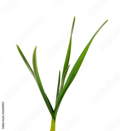 green garlic leaves on an isolated white background. green grass isolate
