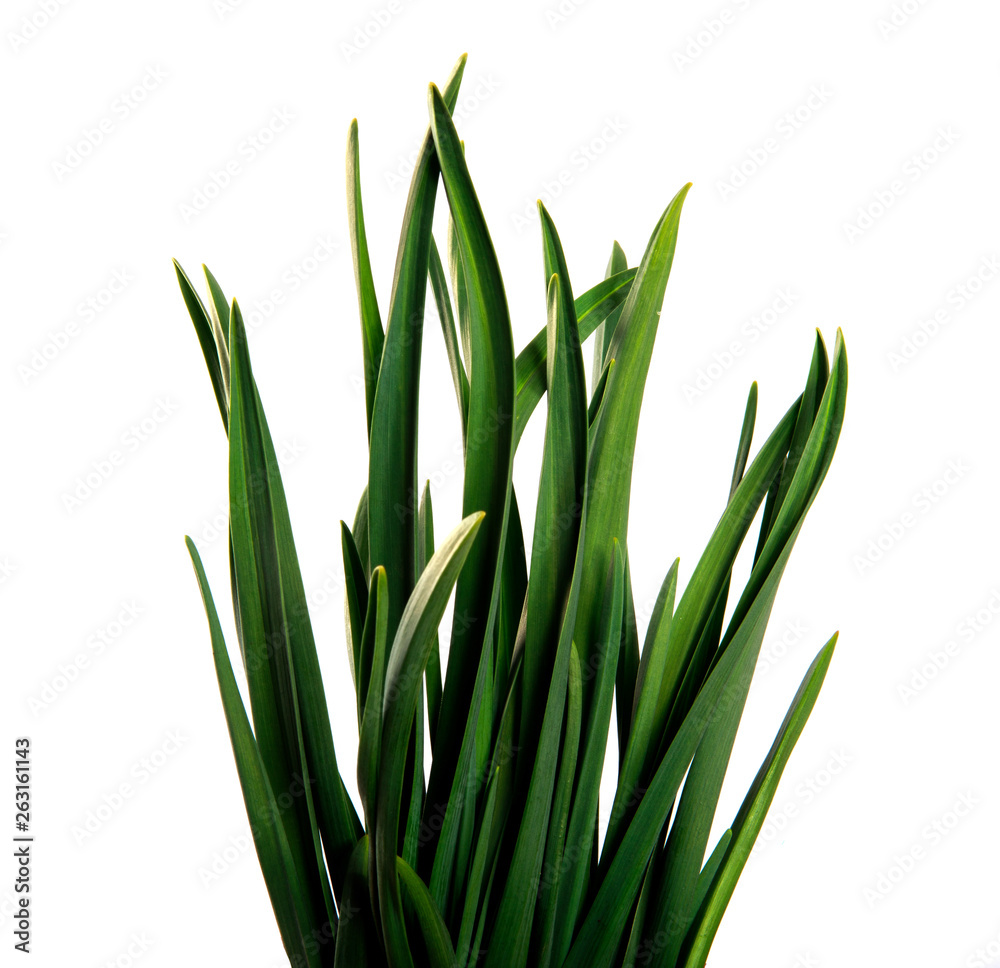 large bunch of green leaves of garlic on an isolated white background. bouquet of green grass isolate large bunch of green leaves of garlic on an isolated white background. bouquet of green grass isolate