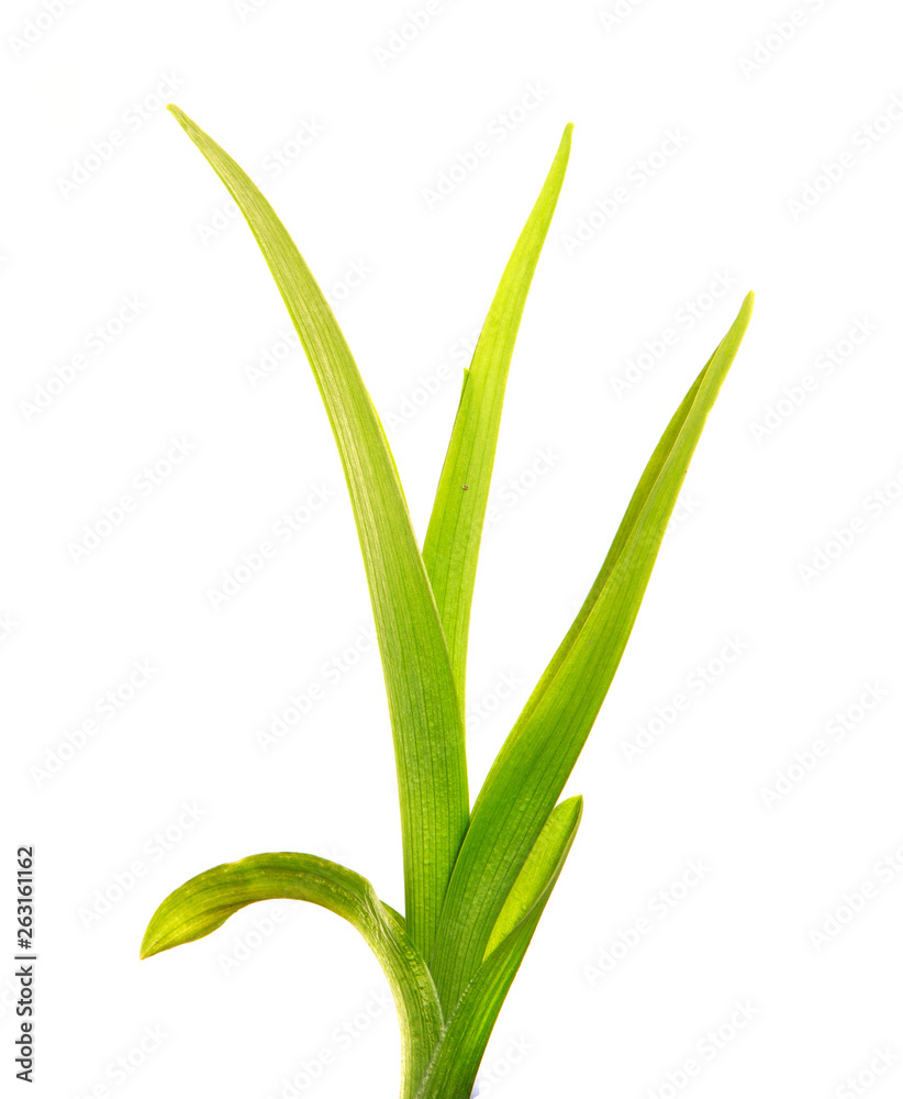 Obraz premium bunch of green leaves of the daylily flower on an isolated white background. bouquet of green grass isolate