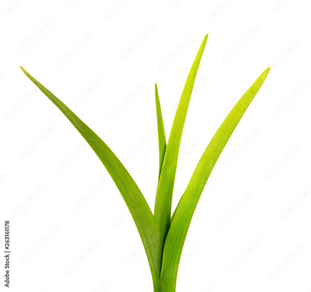 bunch of green leaves of the daylily flower on an isolated white background. bouquet of green grass isolate bunch of green leaves of the daylily flower on an isolated white background. bouquet of green grass isolate