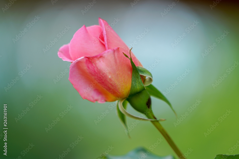 Pink rose about to bloom during spring time Pink rose about to bloom during spring time