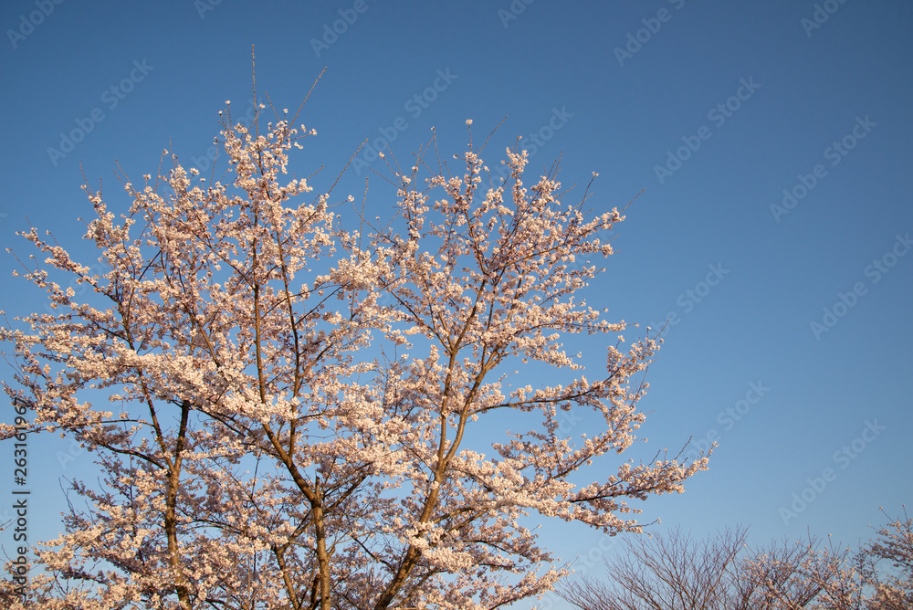 朝日の中の桜