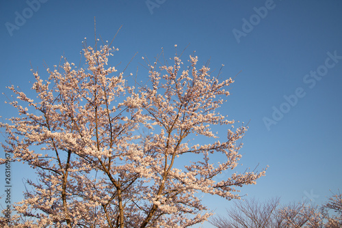 朝日の中の桜