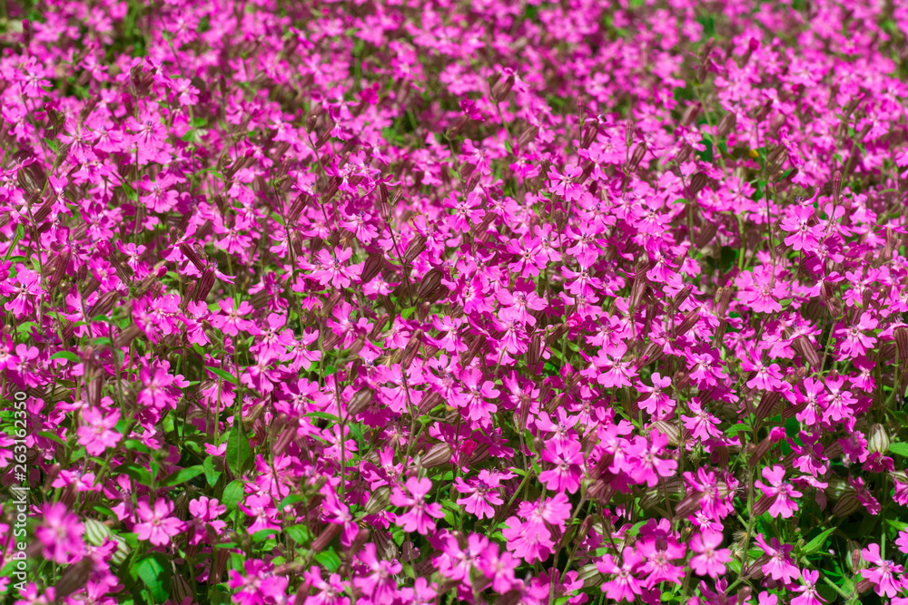 Decorative flowers with red leaves Decorative flowers with red leaves
