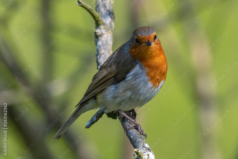 European robin (Erithacus rubecula) European robin (Erithacus rubecula)