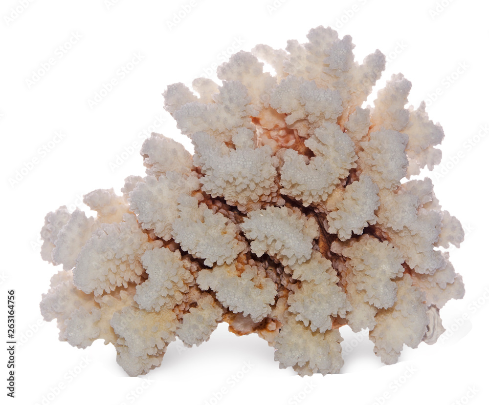 coral isolated on white background coral isolated on white background
