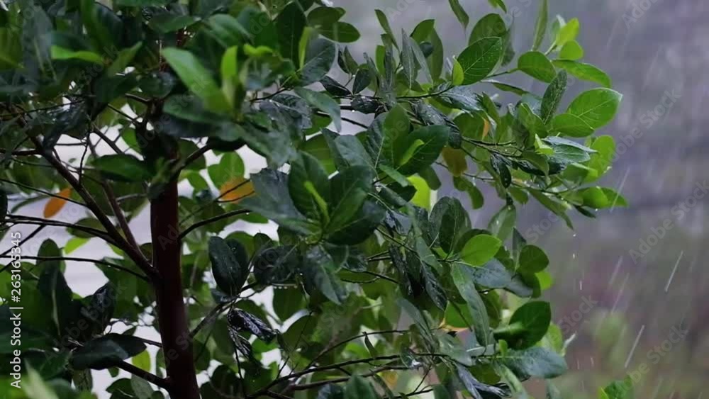 Rainy Day in Tropical. Tree Blowing by Windy. Slow Motion Shot Rainy Day in Tropical. Tree Blowing by Windy. Slow Motion Shot
