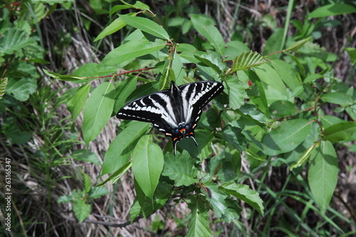 Pale Swallowtail (Papilio eurymedon) yellow and black butterfly in Beartooth Mountains, Montana photo