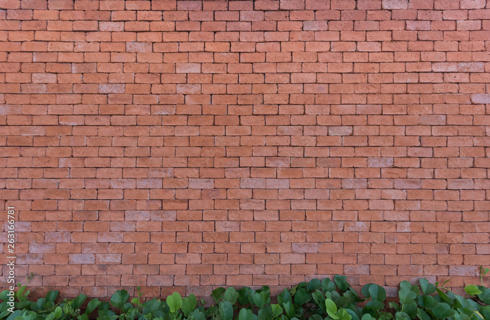 Plants front of brick wall background. Plants front of brick wall background.