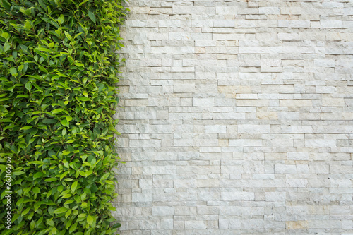 Old white brick wall background with green leaf.