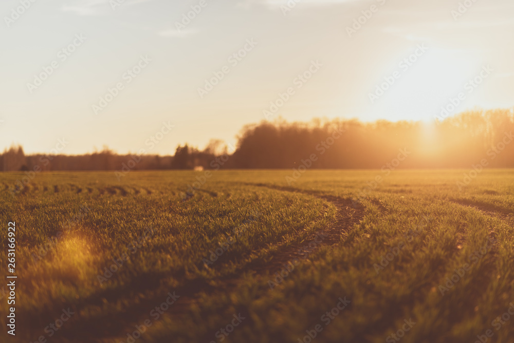 Fototapeta premium Field on sunset
