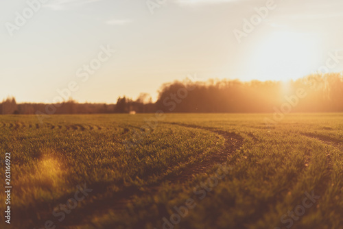 Field on sunset