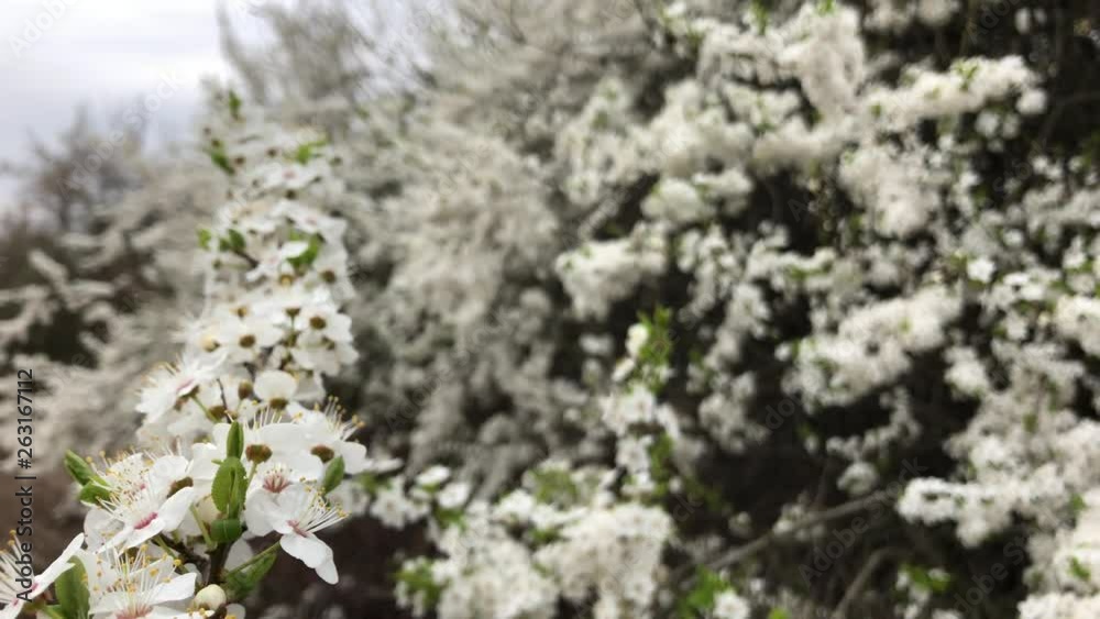 Cherry blossoms swaying Cherry blossoms swaying