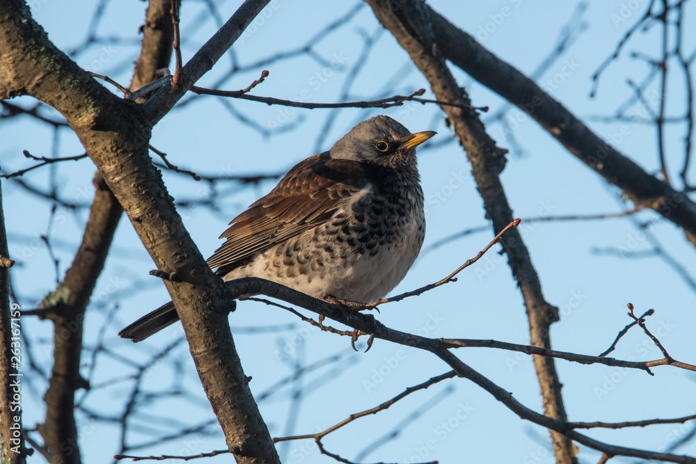 Fieldfare on a branch in a tree Fieldfare on a branch in a tree