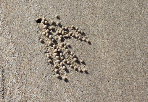 sand bubbler crab