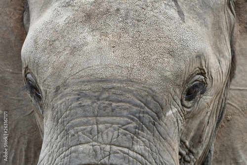 close up og elephants head,Kruger,South Africa