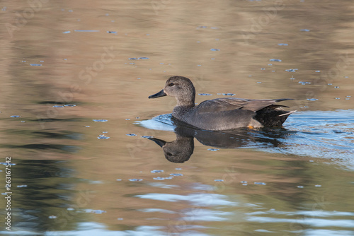 Female Common pochard ins apond in Stockholm photo